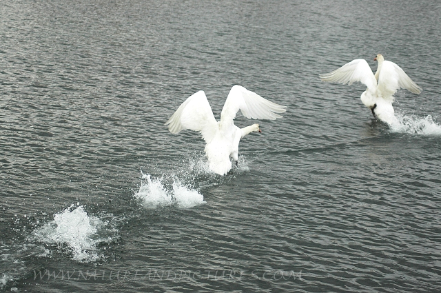 mute swan, mute swans-3.JPG - MUTE SWANS - HAMPSHIRE - 2006